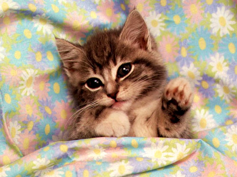 Nap Time for Kitten
